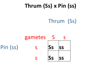 A punnet square showing the inheritance of the S locus in offspring of a pin x thrum plant cross. Each parent produces gametes (female=egg, male=pollen) that have one copy of the S locus. In the pin flower all the gametes will have a copy of the recessive s. In thrum gametes 50% will have the dominant S and 50% have the recessive s. The fertilization of eggs by pollen result in offspring with pin or thrum flowers in a 1:1 ratio.