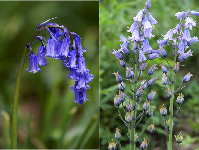 The sweet-scented violet–blue flowers of H. non-scripta flowers (left) hang from one side of the stem. The pollen is creamy-white in colour. H. hispanica (right) has paler flowers that hang down all round the stem. Hybrid (H. x massartiana) forms have intermediate characteristics. Images Wikimedia commons MichaelMaggs and PeterMansfeld. 