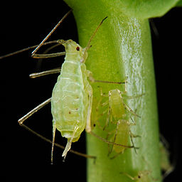 Pea aphids on garden pea plant. Image credit PLOS Biology.