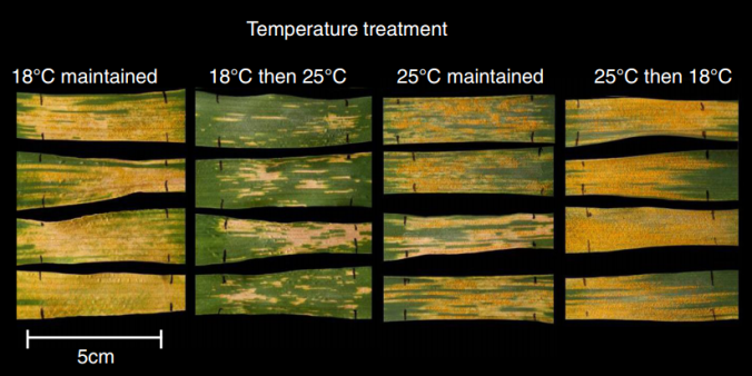 A temperature shift from high to low temperature decreases wheat resistance to yellow rust. Images of wheat leaves showing disease symptoms after inoculation with Pst. Plants were grown under 4 regimes: 18 or 25 throughout, 18 to 25 temperature shift or 25 to 18 temperature shift. 