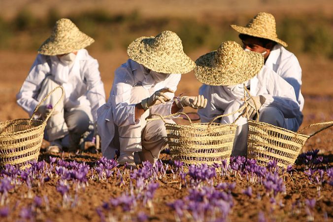 Workers picking saffron flowers in Iran. Image by By Safa.daneshvar (CC-BY-SA-3.0) via Wikimedia Commons.