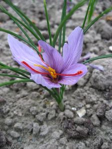 Crocus sativus. Image by Line1 (CC BY-SA 3.0) via Wikimedia Commons
