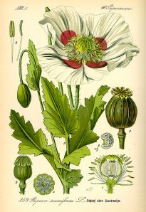 Opium poppy (Papaver somniferum). From Prof. Dr. Otto Wilhelm Thomé Flora von Deutschland, Österreich und der Schweiz 1885