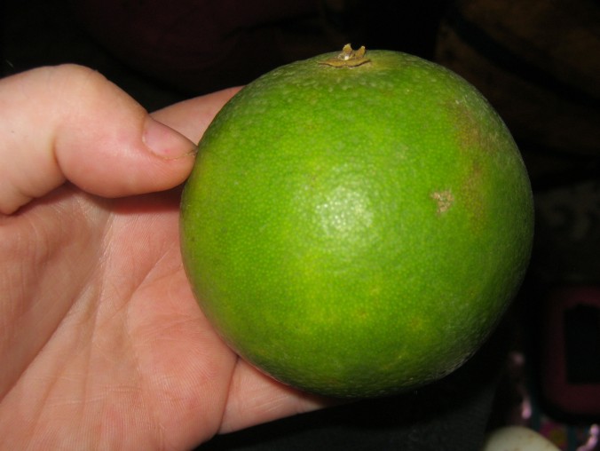 Oranges grown in The Gambia and other tropical countries have green skin. Image Credit: Louise Tutton