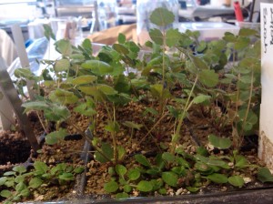 A. thaliana growing as a weed in my experiment with Medicago truncatula plants that were only sown 4-weeks before. 