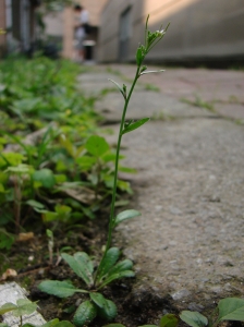Arabidopsis thaliana. Image by Bahamut Chao (CC BY-NC-ND 2.0).